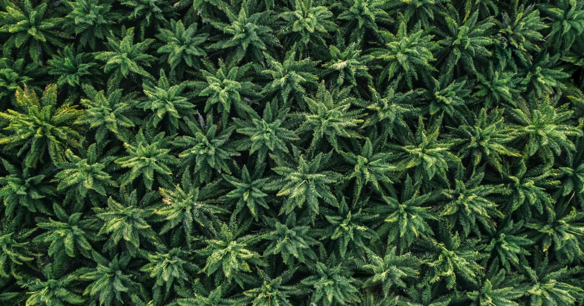 New Federal Law Empowers States to Regulate Hemp-Derived THC, Reshaping Cannabis Market