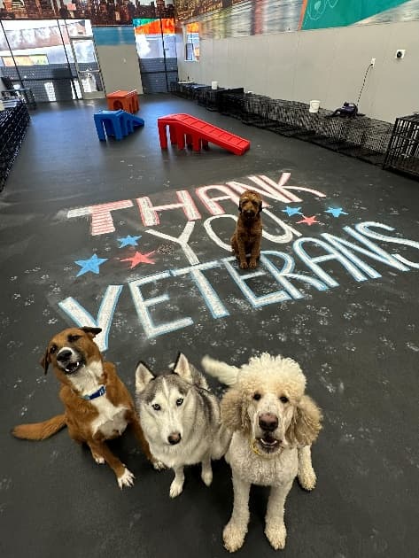 Dogtopia Foundation Marks Veterans Day with $5 Million Raised for Service Dogs