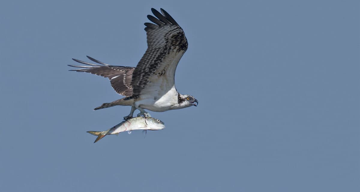 Menhaden Crisis Threatens Chesapeake Bay Ecosystem and Local Economy