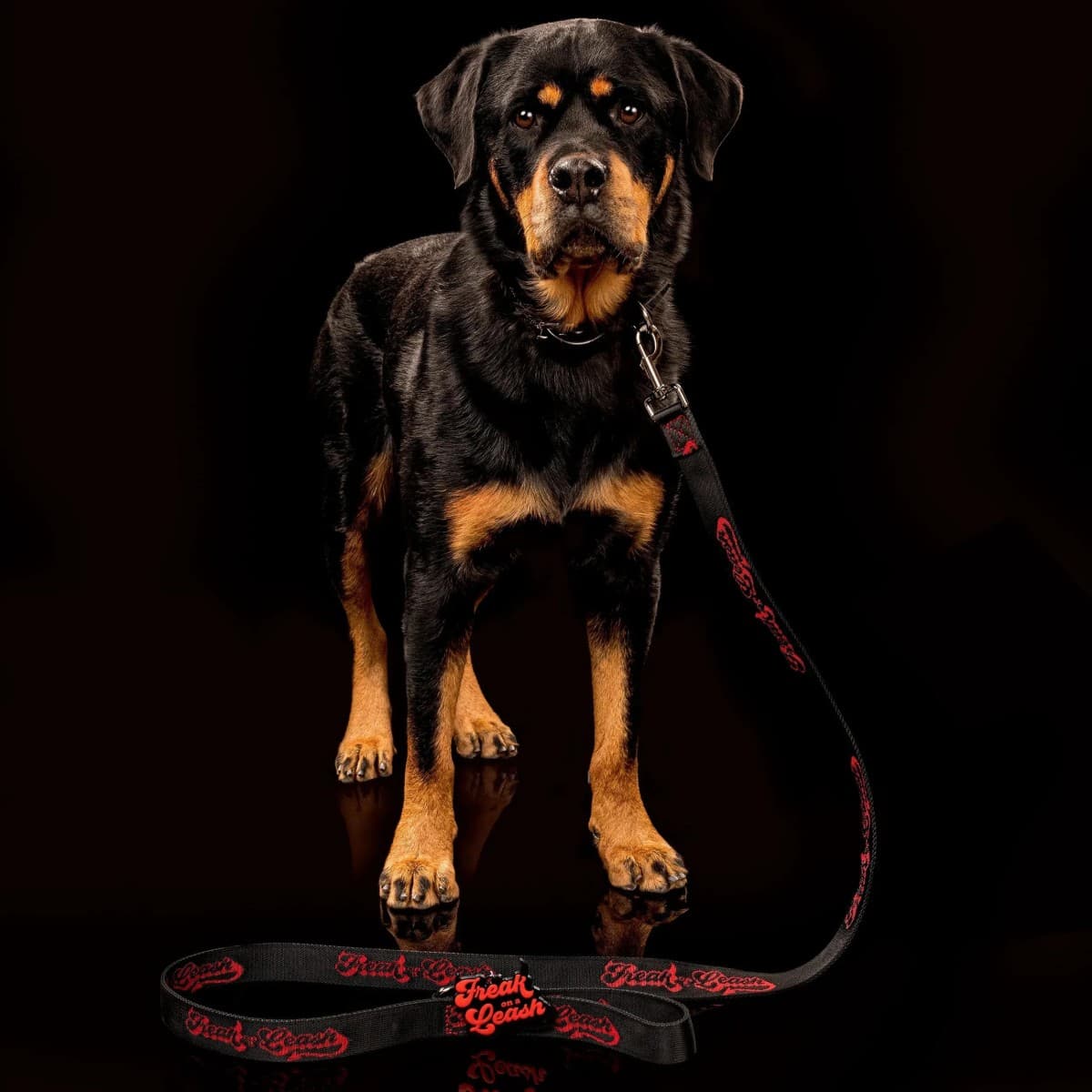 Freak On a Leash Redefines Spiked Dog Collars as Everyday Accessories with Full-Grain Leather